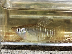 Diamond Killifish photo 2
