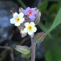Myosotis discolor discolor