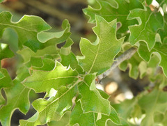 Quercus pungens