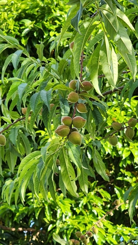 Prunus persica observed 2024-04-07