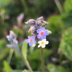 Myosotis discolor discolor