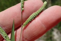 Paspalum praecox