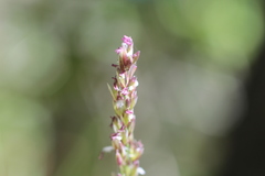 Melica californica