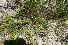 Isoetes melanopoda