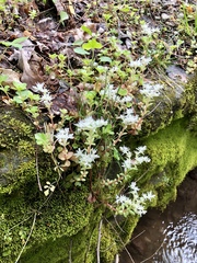 Sedum ternatum