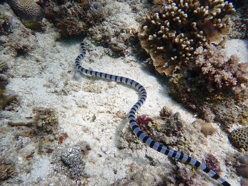 Banded sea krait crossing sand near coral in Bohol