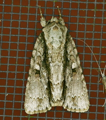 Acronicta connecta