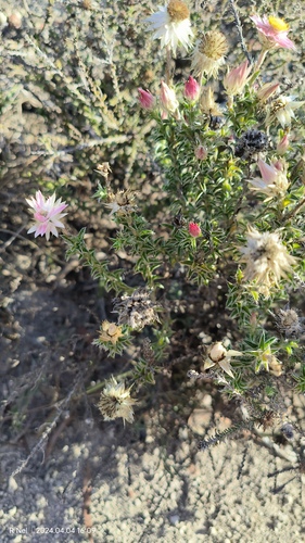 Bontveld Chafflower (Achyranthemum recurvatum)