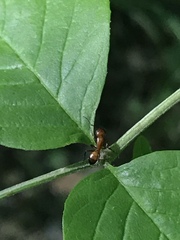 Camponotus snellingi