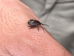 Discocephalinae