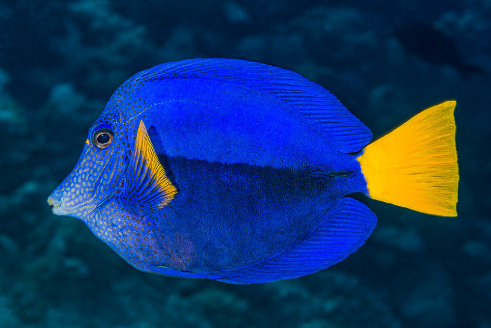 Yellowtail Tang