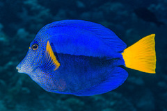 Purple Tang photo 3