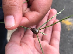 Discocephalinae