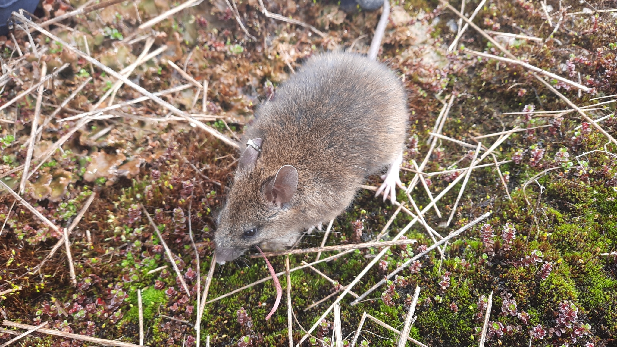 Richardson's New Guinea Mountain Rat photo 2