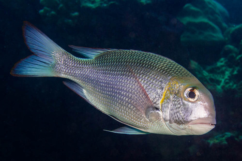 Humpnose Bigeye Bream