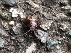 Discocephalinae