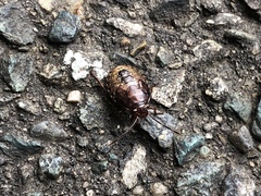 Discocephalinae