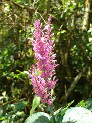 Odontonema callistachyum