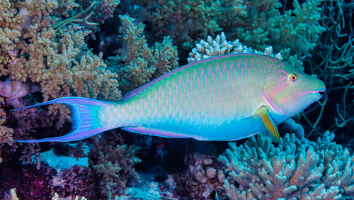 Indian Longnose Parrotfish