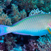 Indian Longnose Parrotfish - Photo (c) François Libert, some rights reserved (CC BY-NC-SA)