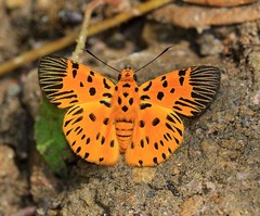 Odina decorata