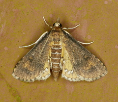 Niphograpta albiguttalis