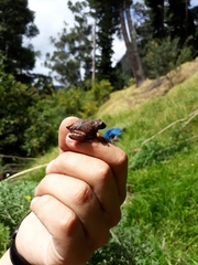 Pristimantis bogotensis