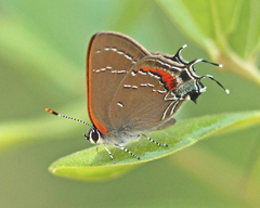 Satyrium favonius
