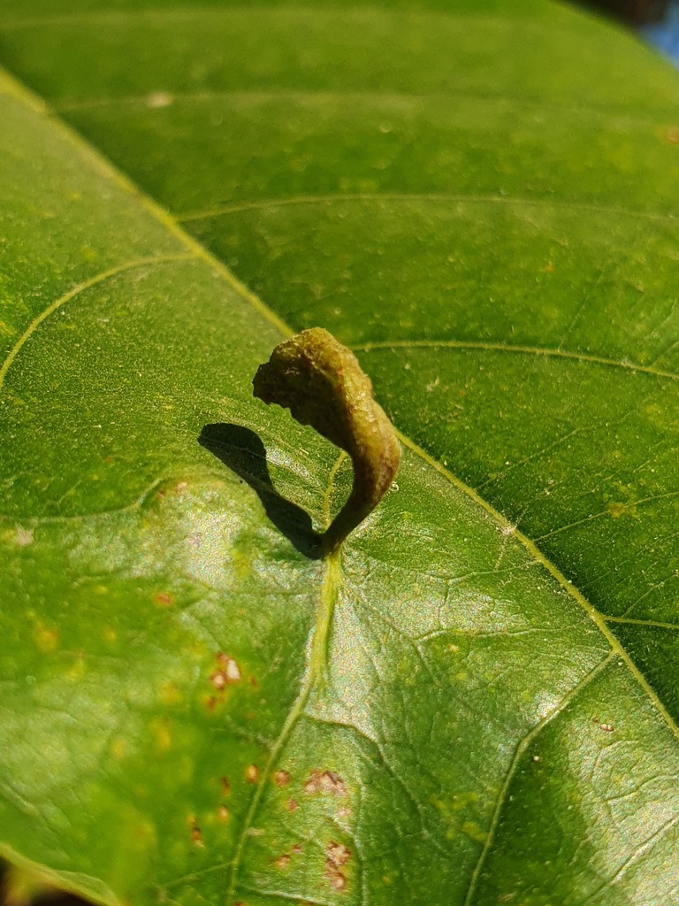 Eriophyes cheriani