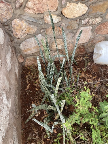 Sansevieria trifasciata 'Sayuri'
