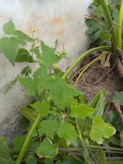 Perityle microglossa