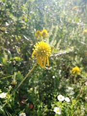 Amblyolepis setigera