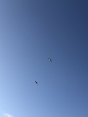 Larus delawarensis