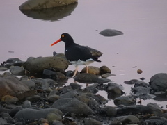 Haematopus leucopodus