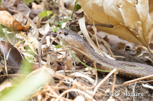 Brown Banded Cobra