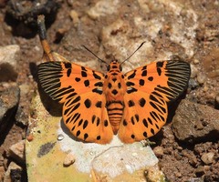 Odina decorata