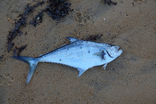 Castin leatherjack (Oligoplites saliens) — Carangidae — 2