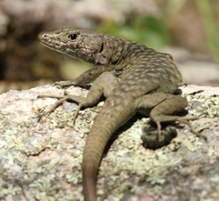 Bedriaga's Rock Lizard photo 3