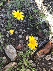 Tetraneuris linearifolia