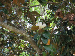 Magnolia grandiflora
