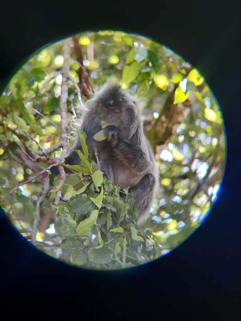 Silvered Leaf Monkey in April 2024 by schelv · iNaturalist