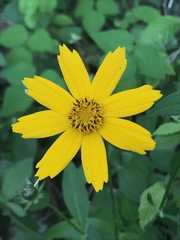 Coreopsis auriculata
