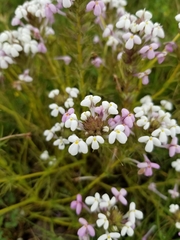 Triphysaria versicolor