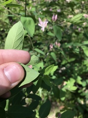 Lonicera × bella