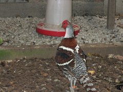 Elliot's Pheasant photo 5