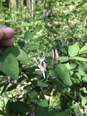 Lonicera × bella