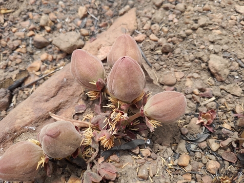 Cochlospermum tinctorium