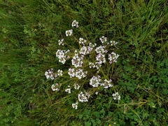 Triphysaria versicolor