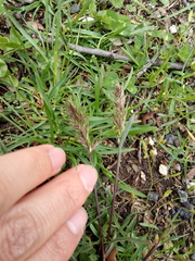 Poa bulbosa