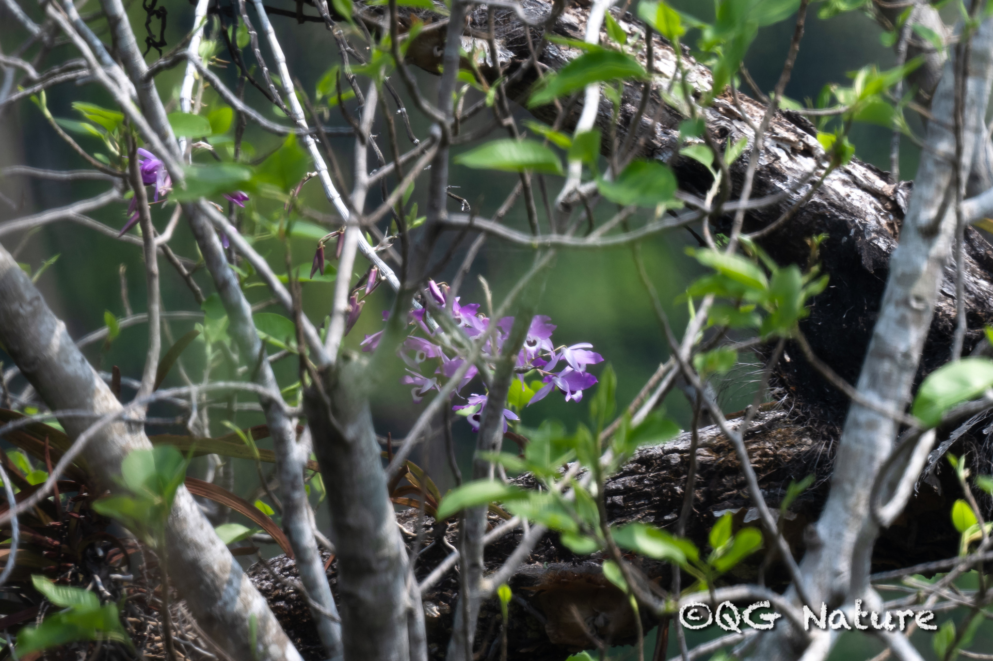 Imagem de Dendrobium lituiflorum